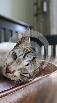 Artistic Potraits of cats: Capturing the Essence of Feline Beauty photo