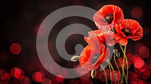 Artistic red poppies on black, symbolizing remembrance, armistice, and anzac day commemoration