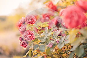 Artistic red roses wit blurred bokeh background