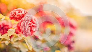 Artistic red roses wit blurred bokeh background