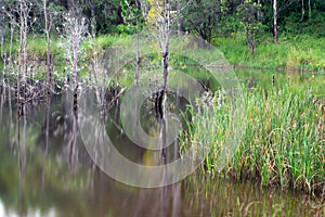 Artistic reflection of death trees on water