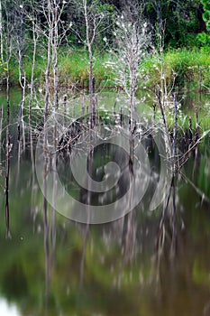 Artistic reflection of death trees on water