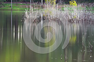 Artistic reflection of death trees on water