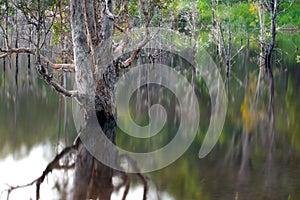 Artistic reflection of death trees on water