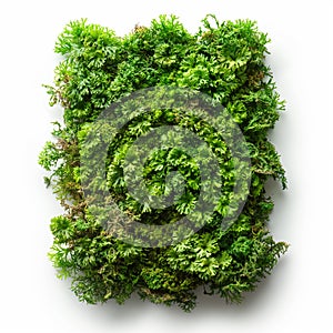 Artistic representation of green moss scattered and isolated on a white background in a top view