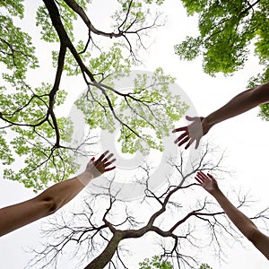 Tree life hands isolated on white background