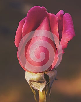 artistic roses on the brown background
