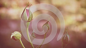artistic roses on the brown background