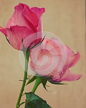artistic roses in the mulberry background