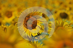 Artistic shot of a field of sunflowers, with many heads turning in the wind