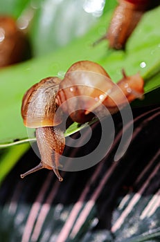 Artistic soft focus macro closeup of tiny cute garden snails with blurry background.