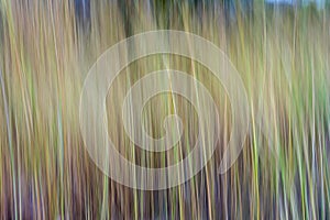 Artistic speargrass blur in Gubara, Kakadu National Park, Australia