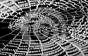 Artistic spider web. Glittery dew drops in black and white. Bokeh