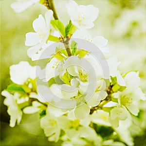 Artistic Spring Apple Blossoms