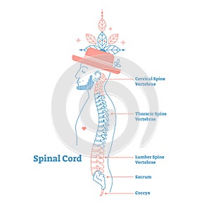 Artistic style anatomical spine vector illustration with conceptual decorative elements. Cervical,thoracic,lumber sections scheme