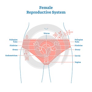 Artistic style female reproductive system vector illustration educational poster. Health and medicine labeled diagram
