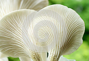 Artistic Texture of the Back of Matured Oyster Mushrooms or Pleurotus Pulmonarius