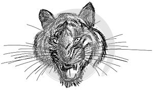 Artistic Tiger face isolated in grey tones