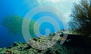 Artistic underwater photo of school of fish rays of sunlight