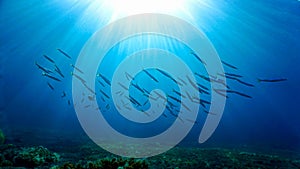 Schools of fish in rays of light