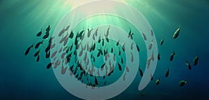Schools of fish in rays of light