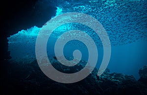 Artistic underwater photography of rays of sunlight and school of fish over a coral reef