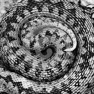 Artistic view of Vipera berus pattern