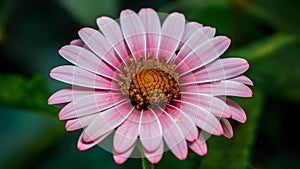 Artistic wallpaper with macro photo of water drop on flower