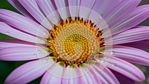 Artistic wallpaper with macro photo of water drop on flower