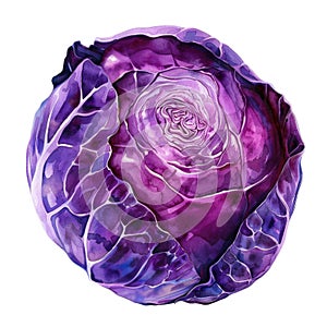 An artistic watercolor painting of a purple cabbage, isolated on a white background