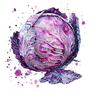 An artistic watercolor painting of a purple cabbage, isolated on a white background