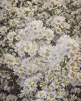 artistic white daisy flowers in the garden