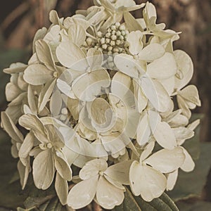 artistic white pandora hydrangea flowers in the garden