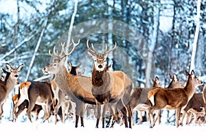 Artistic winter christmas nature image. Winter wildlife landscape with noble deers Cervus Elaphus. Many deers in winter photo