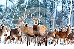 Artistic winter christmas nature image. Winter wildlife landscape with noble deers Cervus Elaphus. Many deers in winter