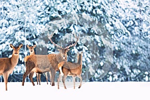 Artistic winter christmas nature image. Winter wildlife landscape with noble deers Cervus Elaphus. Many deers in winter