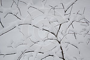 Artistic winter landscape with forest, trees covered snow. Winterly abstract black and white image