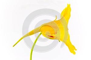 Artistic yellow flower