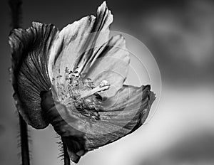 Artistick black and white photography of Himalayan blue poppy