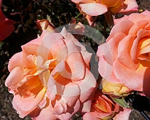 Artistry Roses