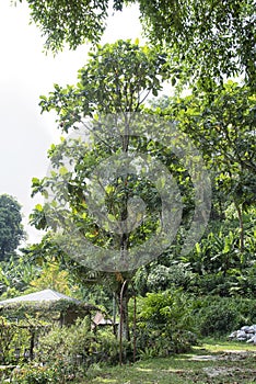 Artocarpus altilis growing in the garden.