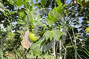 Artocarpus altilis Tree and Fruit