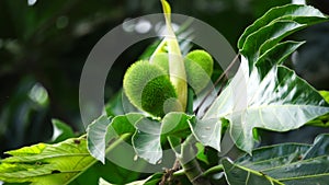 Artocarpus camansi Also breadnut, Moraceae, breadfruit, Artocarpus altilis, seeded breadfruit, Breadnut fruits, Kluwih on the tr