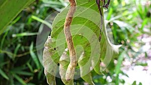 Artocarpus camansi Also breadnut, Moraceae, breadfruit, Artocarpus altilis, seeded breadfruit, Breadnut fruits, Kluwih on the tr