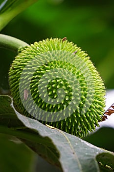 Artocarpus camansi Also breadnut, Moraceae, breadfruit, Artocarpus altilis, seeded breadfruit, Breadnut fruits, Kluwih on the tr