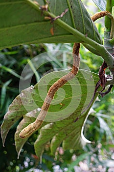 Artocarpus camansi Also breadnut, Moraceae, breadfruit, Artocarpus altilis, seeded breadfruit, Breadnut fruits, Kluwih on the tr