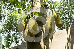 Artocarpus heterophyllus. Close up of growing jackfruits. It is well-suited to tropical lowlands. Jackfruit is commonly used in