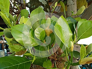 Artocarpus heterophyllus Delicious sweet fruit,jack fruit