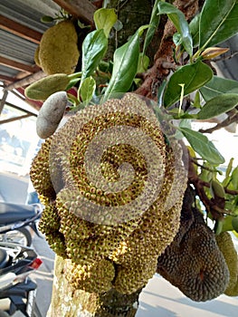 Artocarpus heterophyllus Delicious sweet fruit,jack fruit