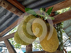 Artocarpus heterophyllus Delicious sweet fruit,jack fruit